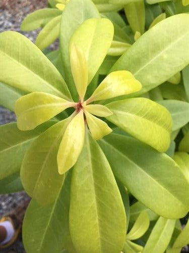 Illicium parviflorum 'Florida Sunshine'