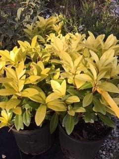 Illicium parviflorum 'Florida Sunshine'