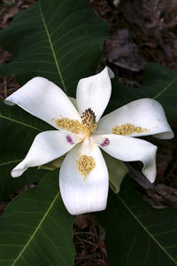 Magnolia macrophylla var asheii