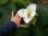 Magnolia macrophylla var asheii