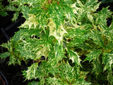 Osmanthus heterophyllus 'Goshiki'