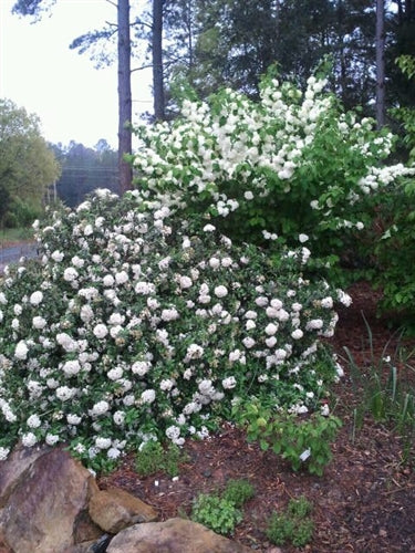 Viburnum burkwoodii 'Conoy'