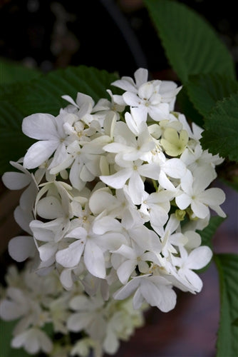 Viburnum plicatum 'Nanum'