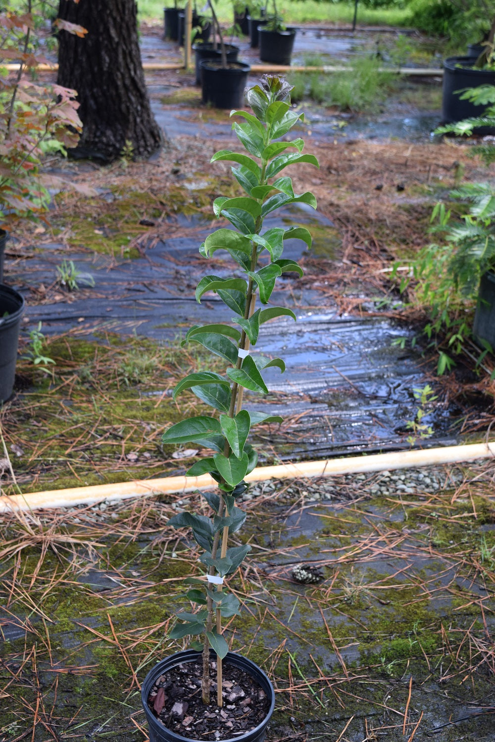 Chionanthus retusus 'Tokyo Tower'