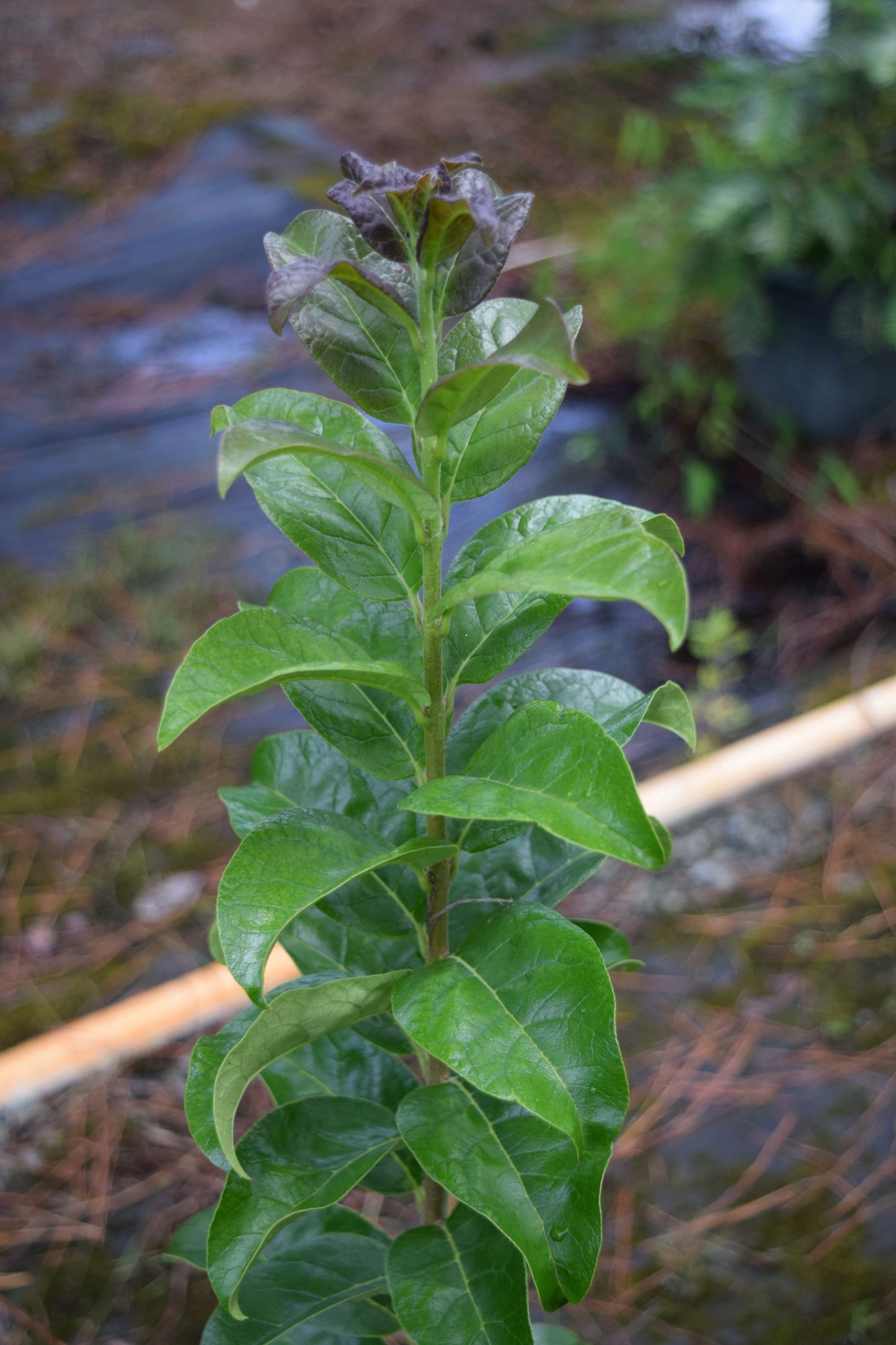 Chionanthus retusus 'Tokyo Tower'