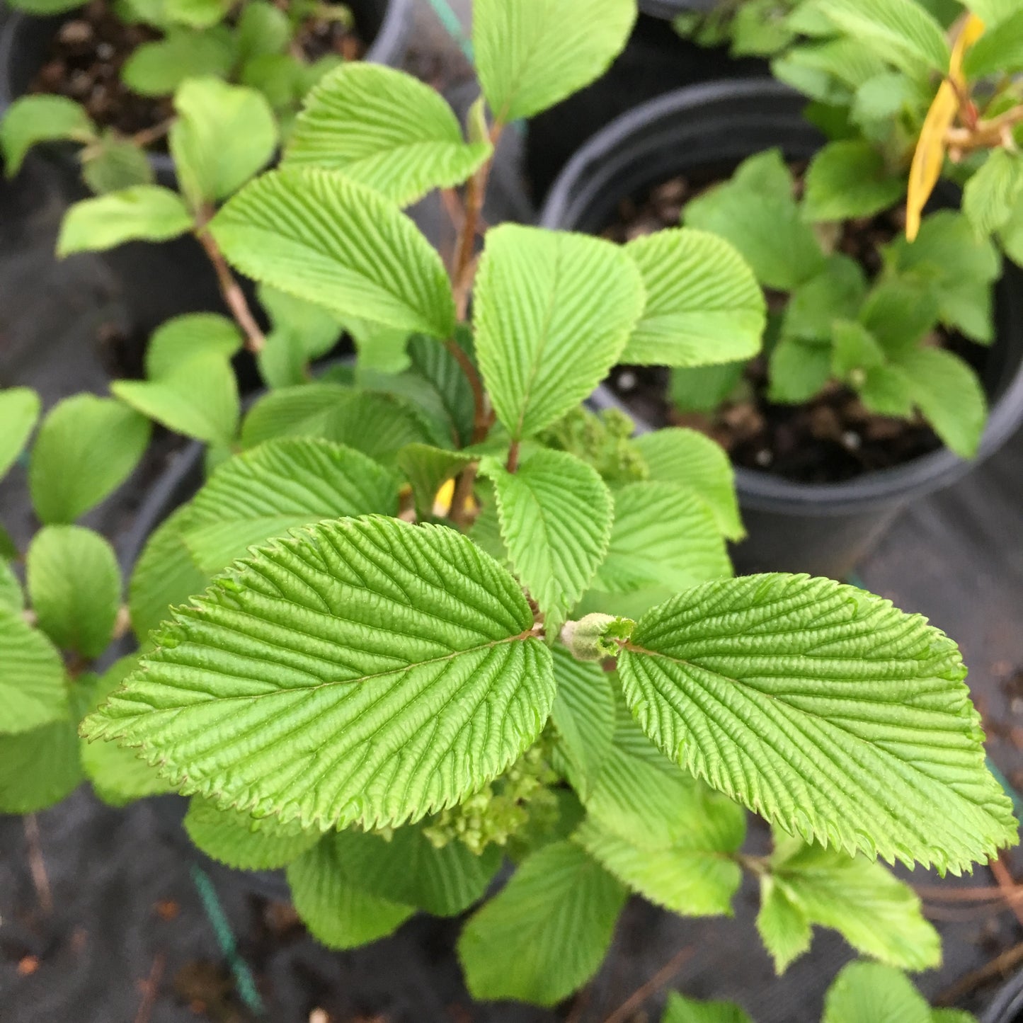 Viburnum plicatum 'Nanum'