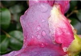 Camellia japonica 'Violetta' at Camellia Forest Nursery