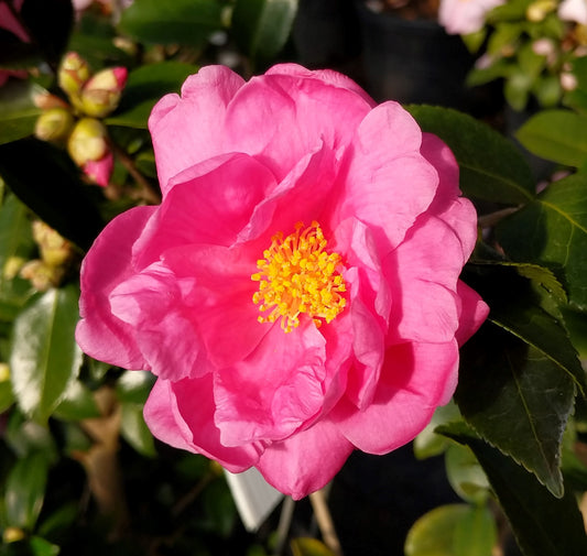 Camellia x 'Winter's Joy'