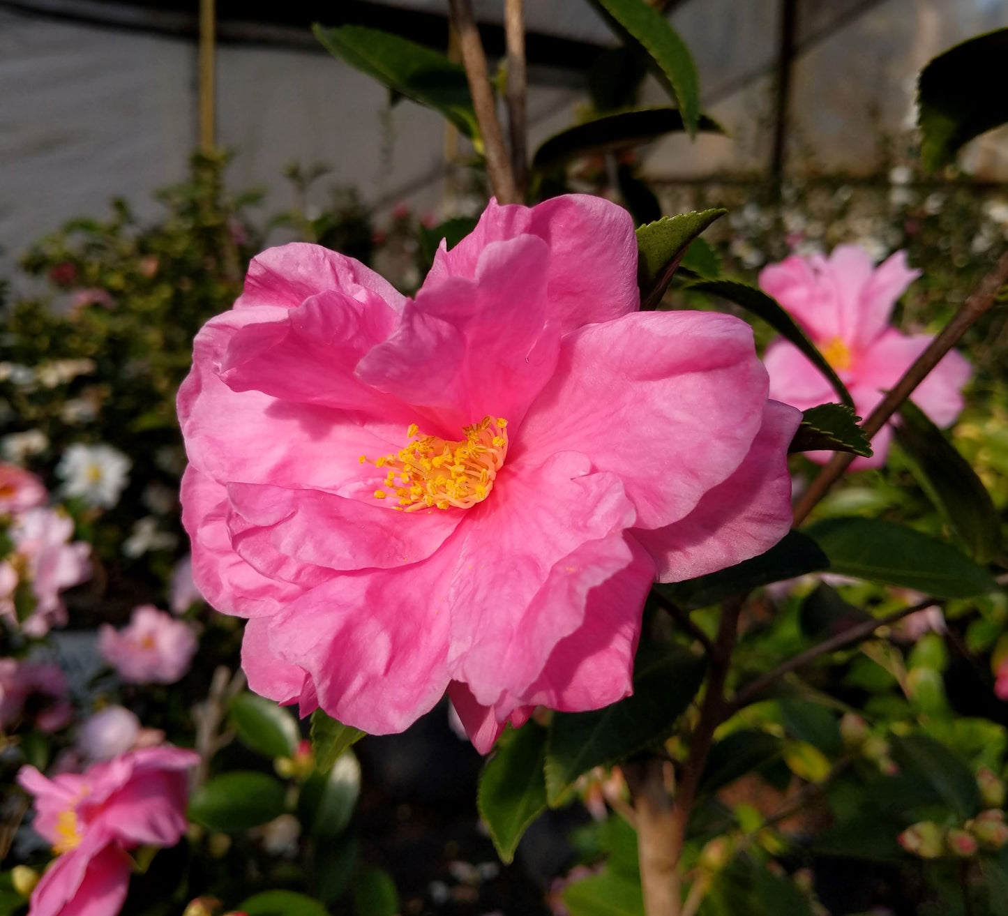 Camellia x 'Winter's Joy'