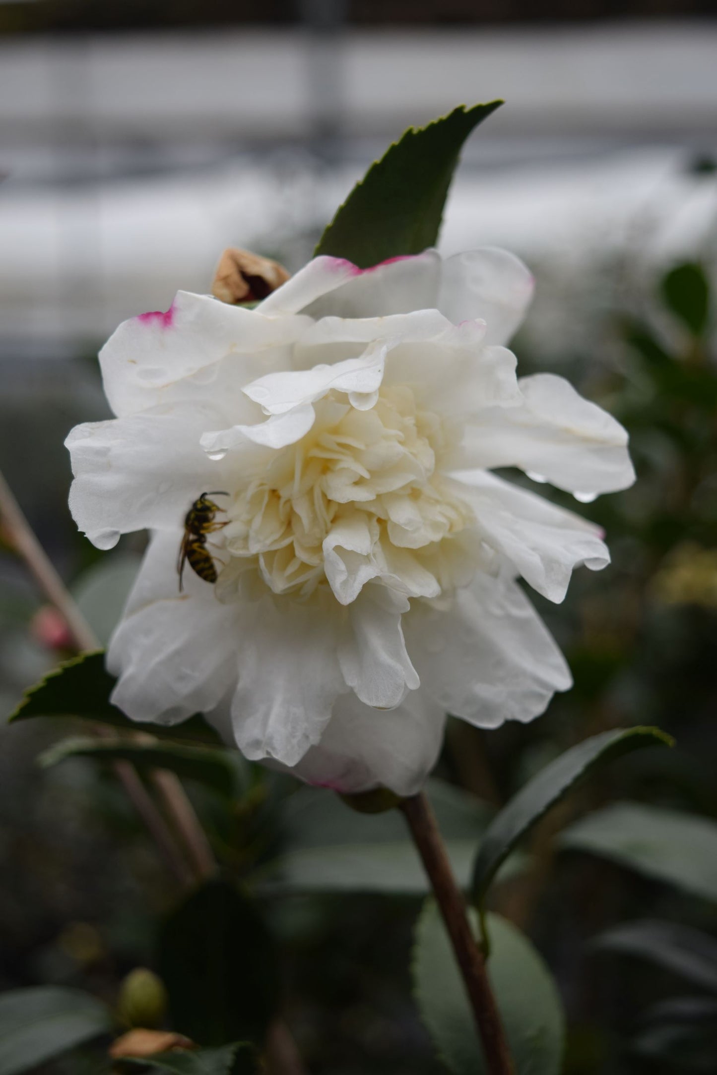 Camellia x 'Winter's Snowman'