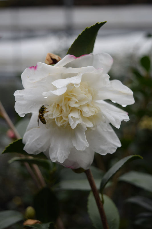 Camellia x 'Winter's Snowman'