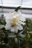 Camellia x 'Winter's Snowman'