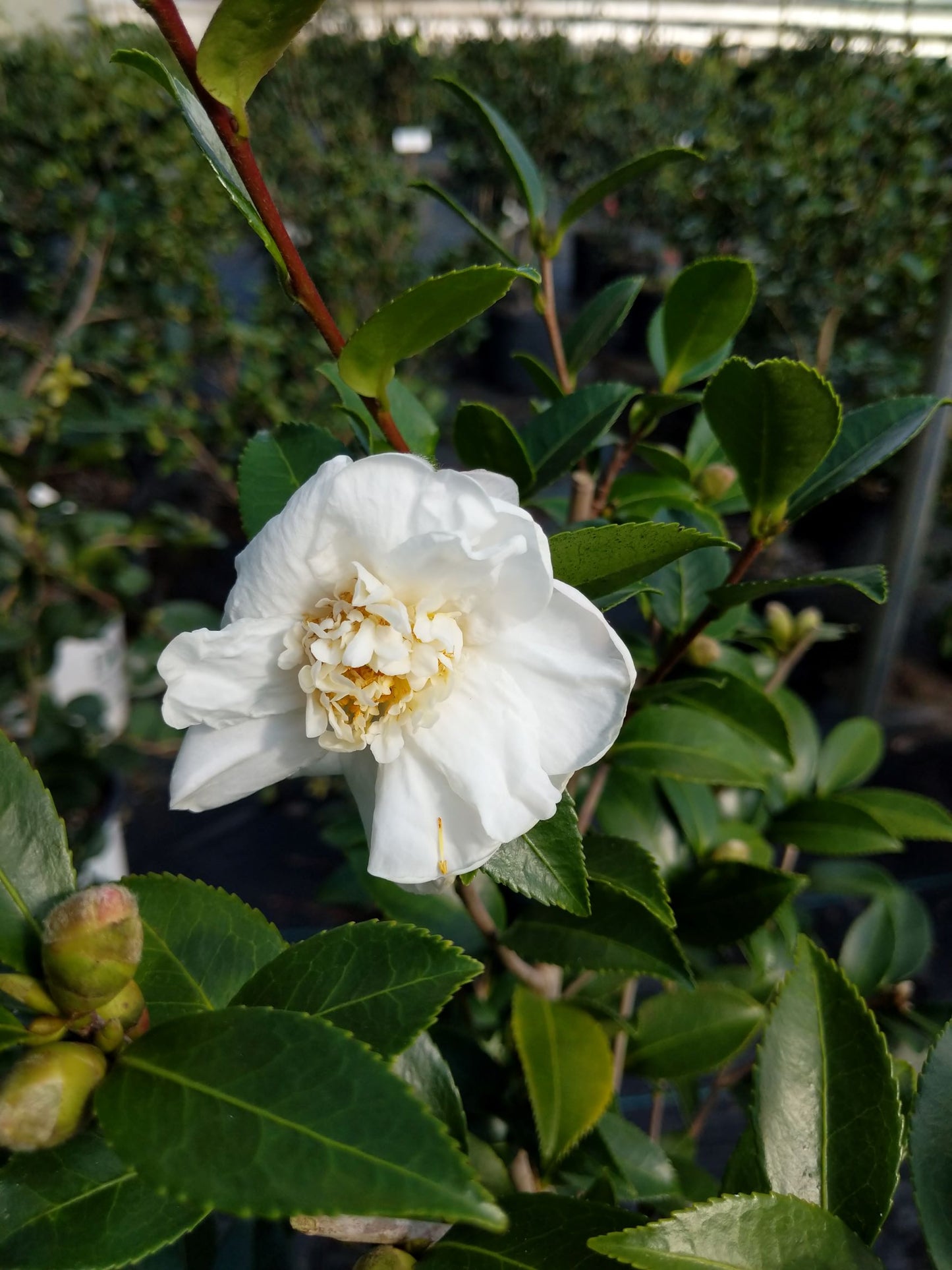 Camellia x 'Winter's Snowman'