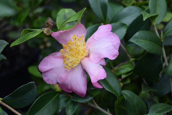Camellia x 'Winter's Star'