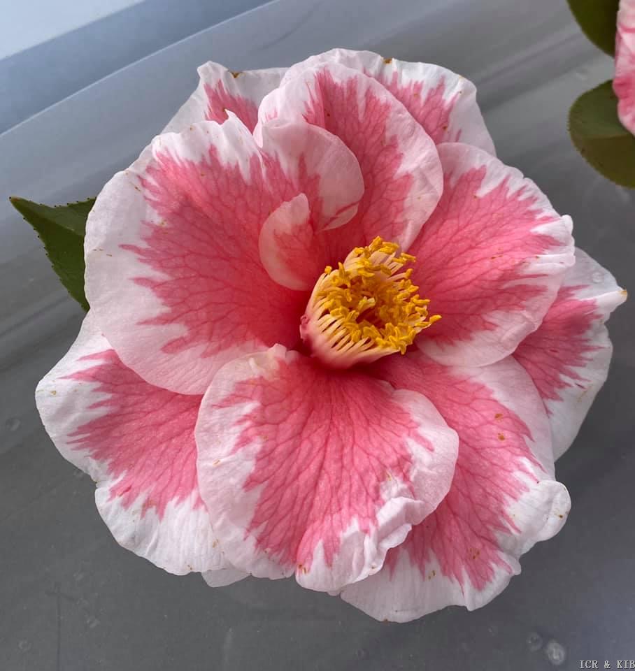 Camellia japonica 'Yours Truly'