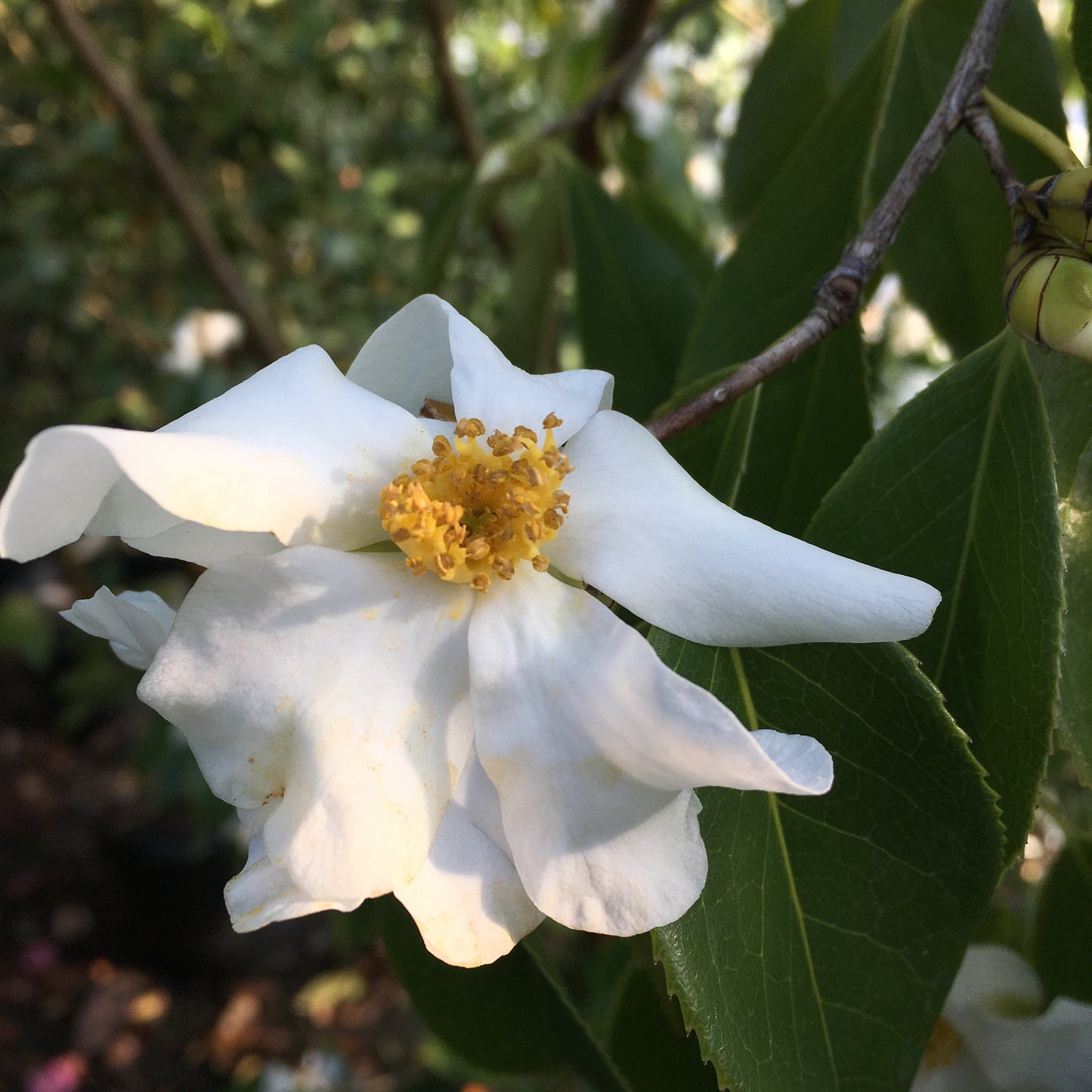 Camellia yuhsienensis