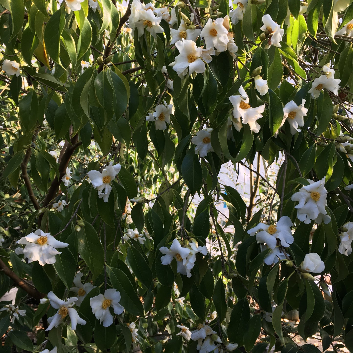 Camellia yuhsienensis