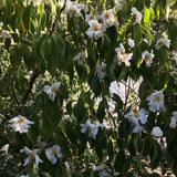 Camellia yuhsienensis