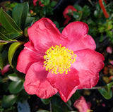 Camellia sasanqua 'Yuletide Spirit'