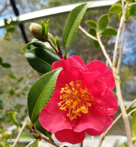 Camellia sasanqua 'Yuletide Cheer'