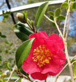 Camellia sasanqua 'Yuletide Spirit'