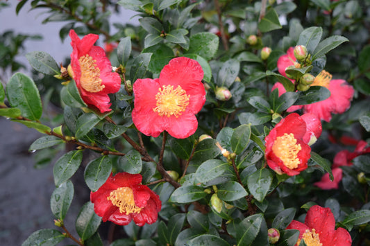 Camellia sasanqua 'Yuletide'