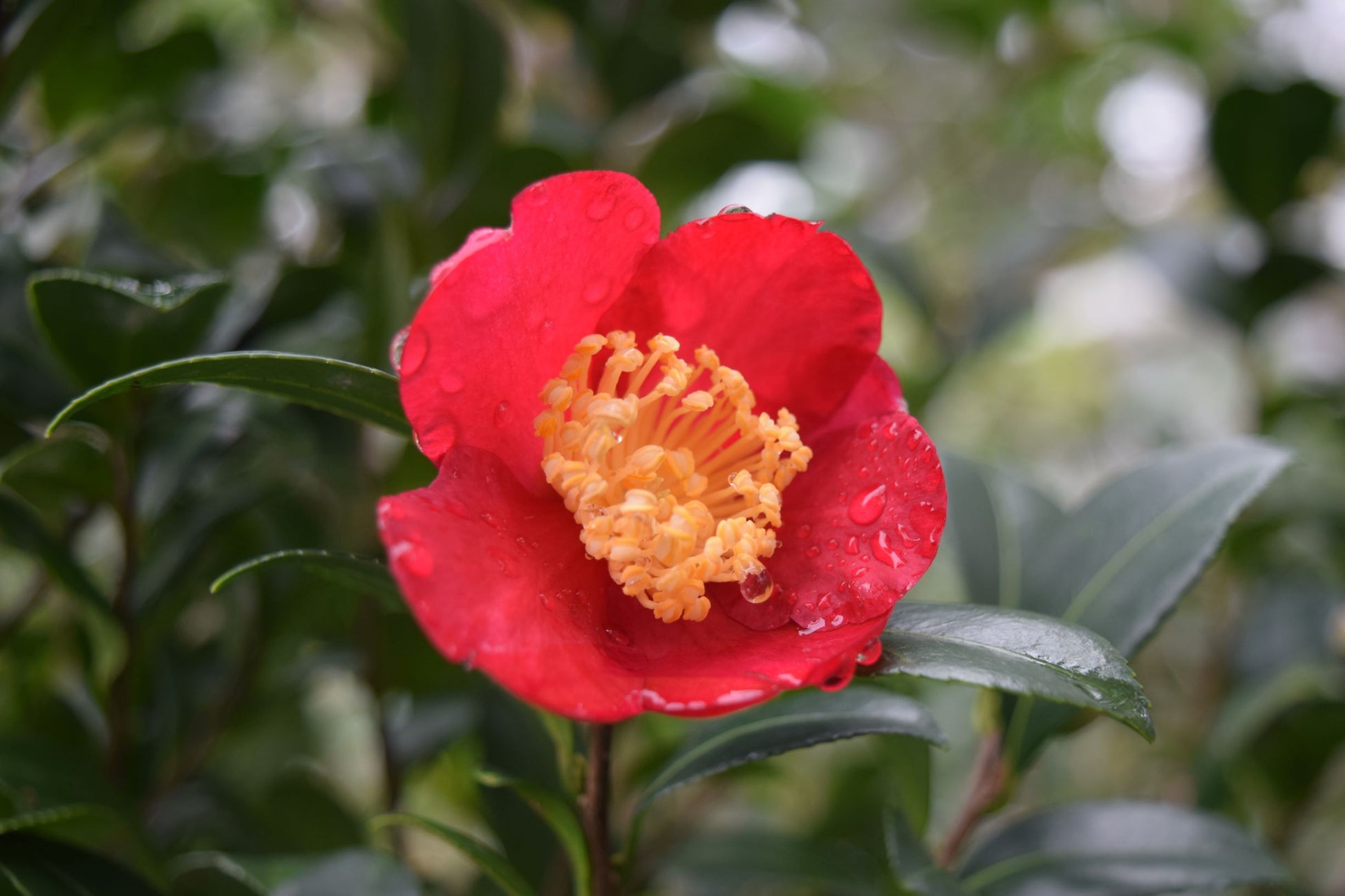 Camellia sasanqua 'Yuletide' at Camellia Forest Nursery