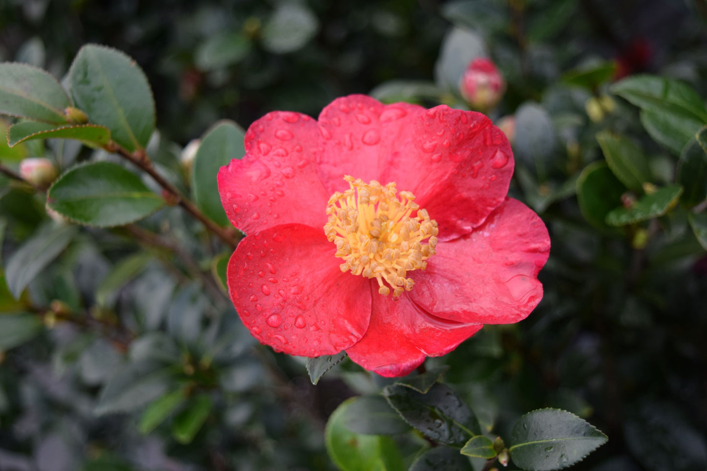 Camellia sasanqua 'Yuletide'